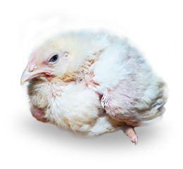Frente Animal – Resources Frente Animal - Resources